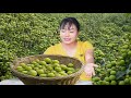 Harvesting Mini Green Apple & Goes to Market Sell | Nature’s Hidden Gems