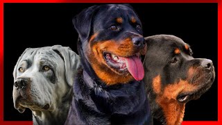 10 MOTIVOS PARA COMPRAR UM ROTTWEILER