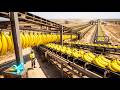The Terrifying Scale of Mega-Farms: Why You Are Eating Clones!