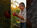 “Millonario deja todo… y crea un HUERTO ORGÁNICO que cambió su vida 🌱💰”