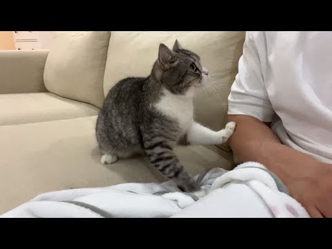 かまってほしすぎて我慢できなくなった猫がこうなっちゃいました…笑