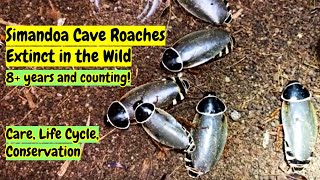 Simandoa conserfariam Cave Roach Extinct Cockroach #simandoaconserfariam #simandoacaveroach