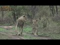 WildEarth - Sunrise - 20 November 2021