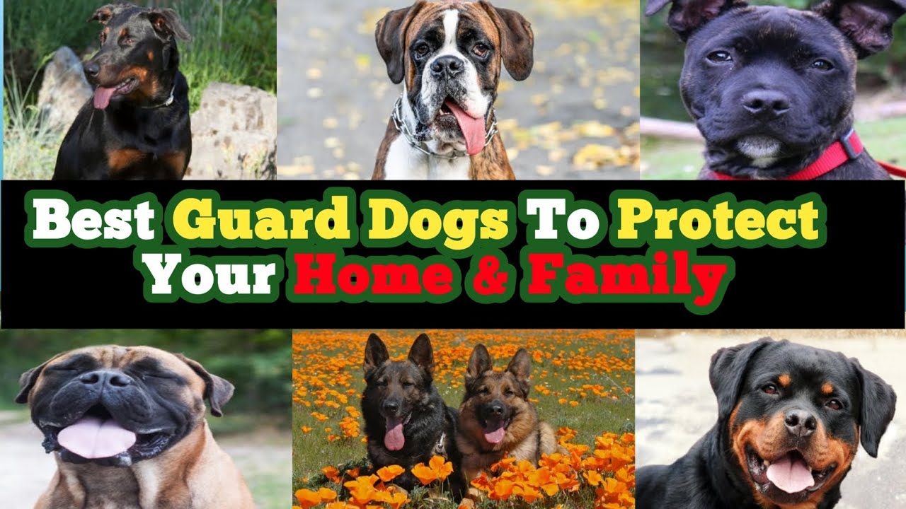 The 10 Most Alert Breeds Of Guard Dog Sure To Protect Your Home