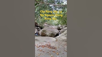 Cây Rừng Độc Lạ Trong Rừng Sâu l Sinh Tồn Tây Nguyên.