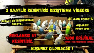 Muhabbet Kuşu Kızıştırma Sesi Kesintisiz 2 Saatlik Reklamsız Doğal Ortam Çiftleşme Sesi Çözüm