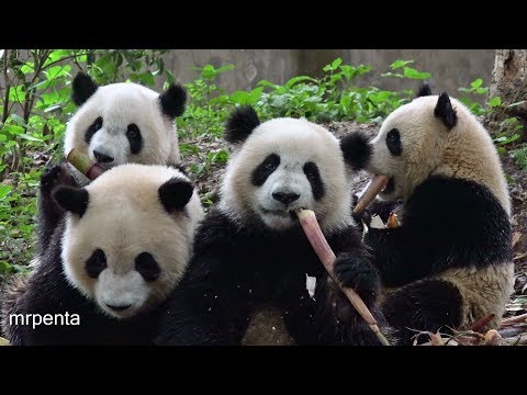 嬌奧　双雄　福順　福来　２０１８年５月５日　パンダ