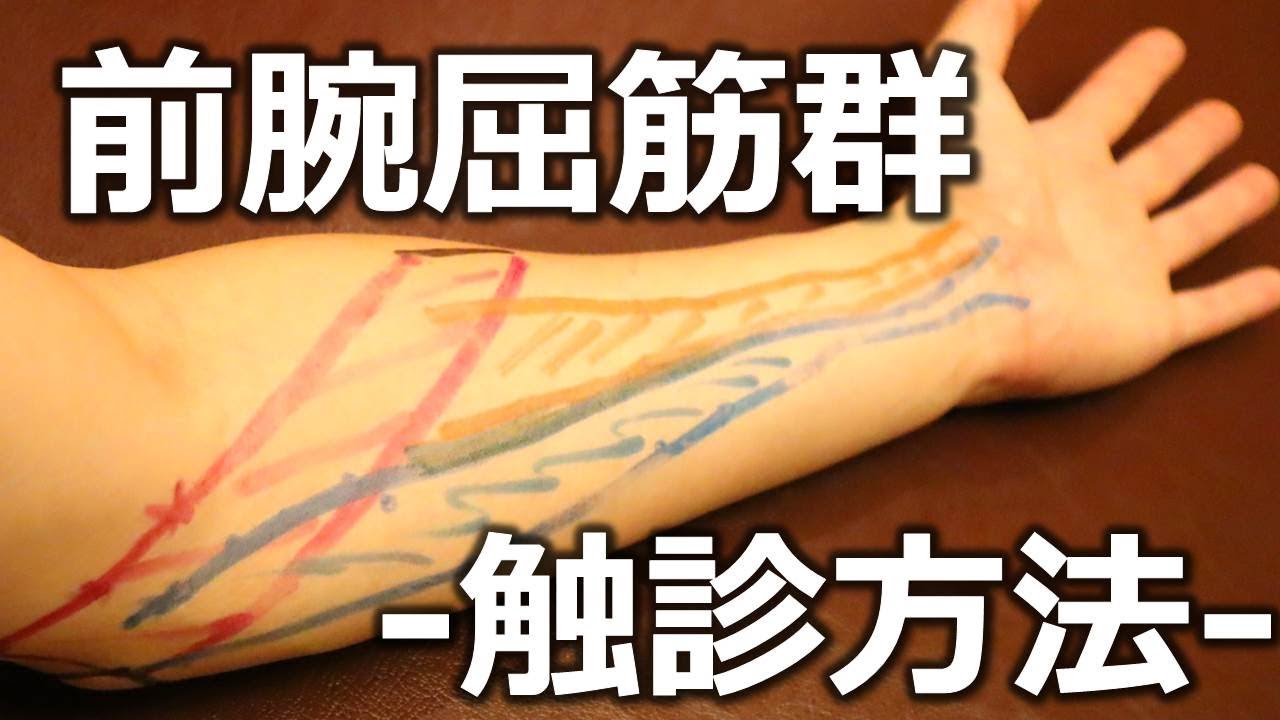 【前腕屈筋群の触診方法】橈側手根屈筋・長掌筋・円回内筋編【ライブ】【長野市の整体Zen繕】