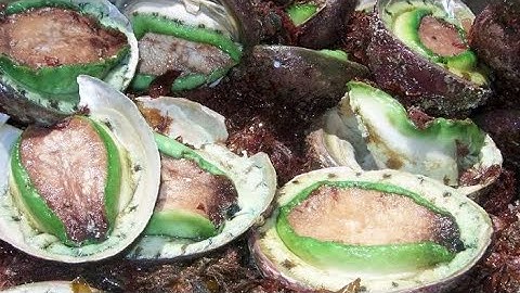 Abalone Farming and Harvesting - Abalone Processing in factory - Abalone Cooking