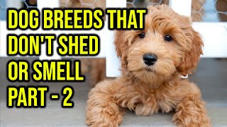 Top 10 Dog Breeds That Don't Shed Or Smell Part 2