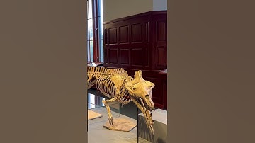 Walking around Oslo’s Natural History Museum #silentvlog #oslo