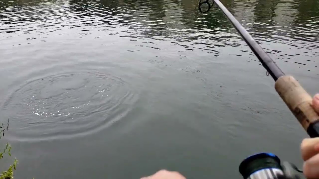 Reeling in a big NJ gator blue fish
