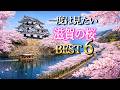 【4K 滋賀の桜絶景ベスト6】日本さくら名所100選|彦根城・海津大崎・長浜城・三井寺・琵琶湖疏水・石山寺
