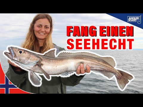 Video: Fisch Patagonischer Seehecht - wo er lebt und was interessant ist