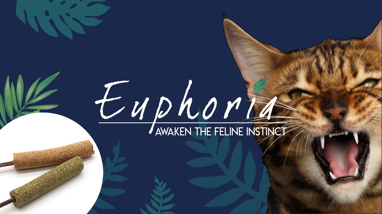Stick Gioco Per Gatti Croci Euphoria A Base Di Silvervine - 5 Bastoncini Attrattivi Per Felini | Giochi Naturali - Foto 11