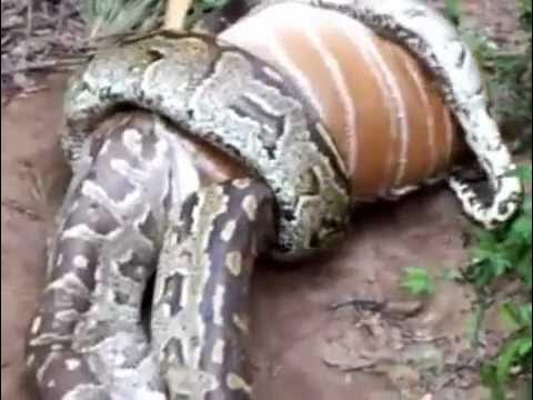 Python eating Deer YouTube - YouTube