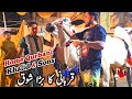 Biggest Fatehjangi Bulls Home Qurbani Shoq Khalid &amp; Sons Lalalkuri Rawalpindi 2026 | Bhatta Chowk 
