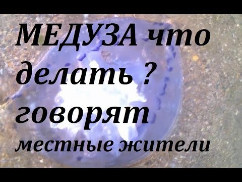 Медузы Черного моря у берегов АНАПЫ опасны они или нет?