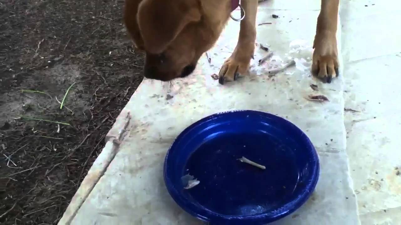 My Dog Eating Bones