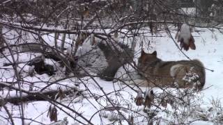 WC Video - 23 December 2014 - Happy Holidays