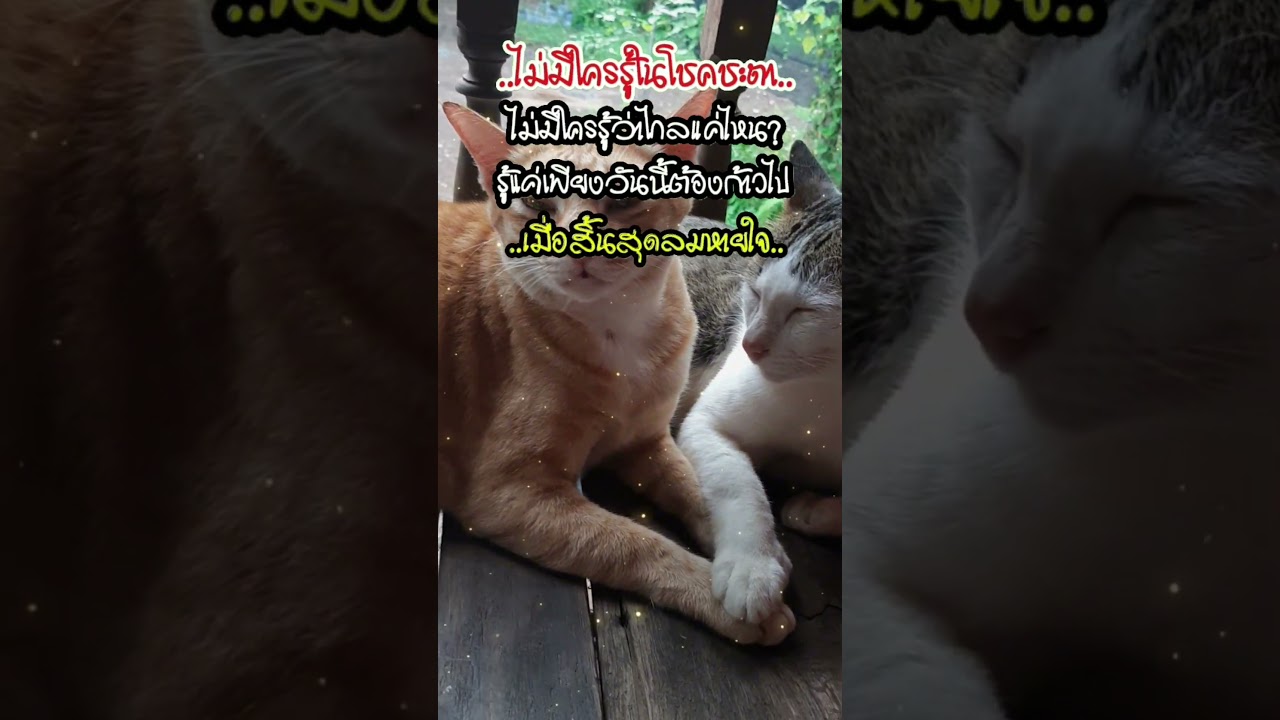 ยังมีลมหายใจก็สู้ๆอย่างเดียวคับ #คำคม #สตอรี่ความรู้สึก #แมวอ้วน #แมวน่ารัก #แมว #นาโนแม็ก #นารวย