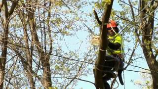 Line clearance and tree trimming