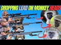 Dropping lead on monkey heads with fx drs pro airgun i long range monkey hunting carnage