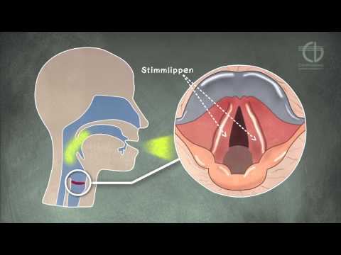 Video: Wo befinden sich die Stimmbänder?