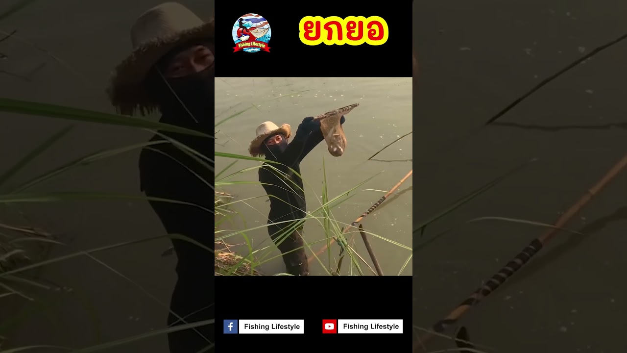ปลาพุ่งเต็มยอ #fishing #ตกปลา   #ยกสะดุ้ง #ยกยอ #fish #viral