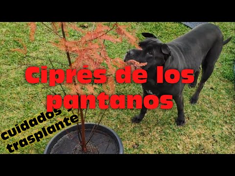 Video: Cuidado del ciprés calvo: consejos para cultivar un ciprés calvo