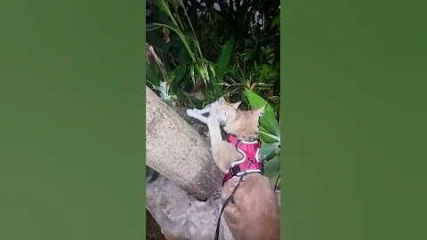 Video 10969401: mainecoon kitten catlover cats, mainecoon kitten catlover cute