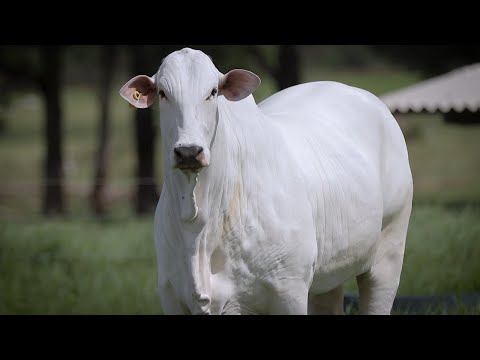 LOTE 19 - CSCN 20407