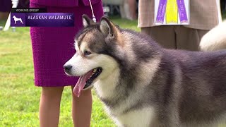 Alaskan Malamutes | Breed Judging 2021