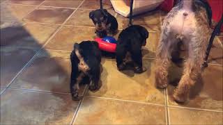 5 week old puppies introduced to the kibble dispenser toy  KONG Gyro