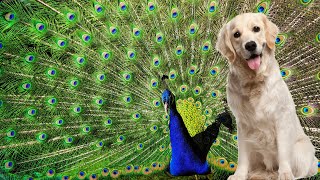The peacock reaction is funny cute!This is a smart dog who takes care of the chicks and the family