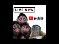 Caution  lucy was on a rollour life adventures  was live funny monkeys live livestream
