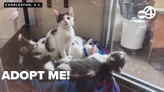 Nearly 1,000 kittens in need of homes at Charleston Animal Society