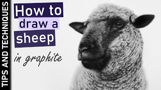 How to draw a sheep in graphite | Tips for drawing sheep wool