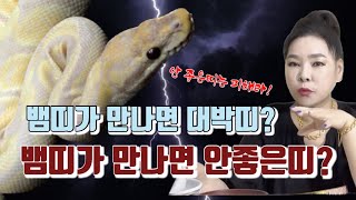 궁합  뱀띠가 만나면 대박나는띠? 뱀띠가 만나면 쪽박나는띠? #무당#무속인 #점집# 뱀띠궁합