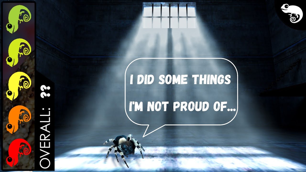 Божья коровка Бархатный (не прыгающий) паук, лучший домашний паукообразный?