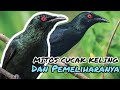 MITOS BURUNG CUCAK KELING ALIAS CAKPERLING