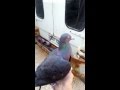 A pigeon visiting the bike shop