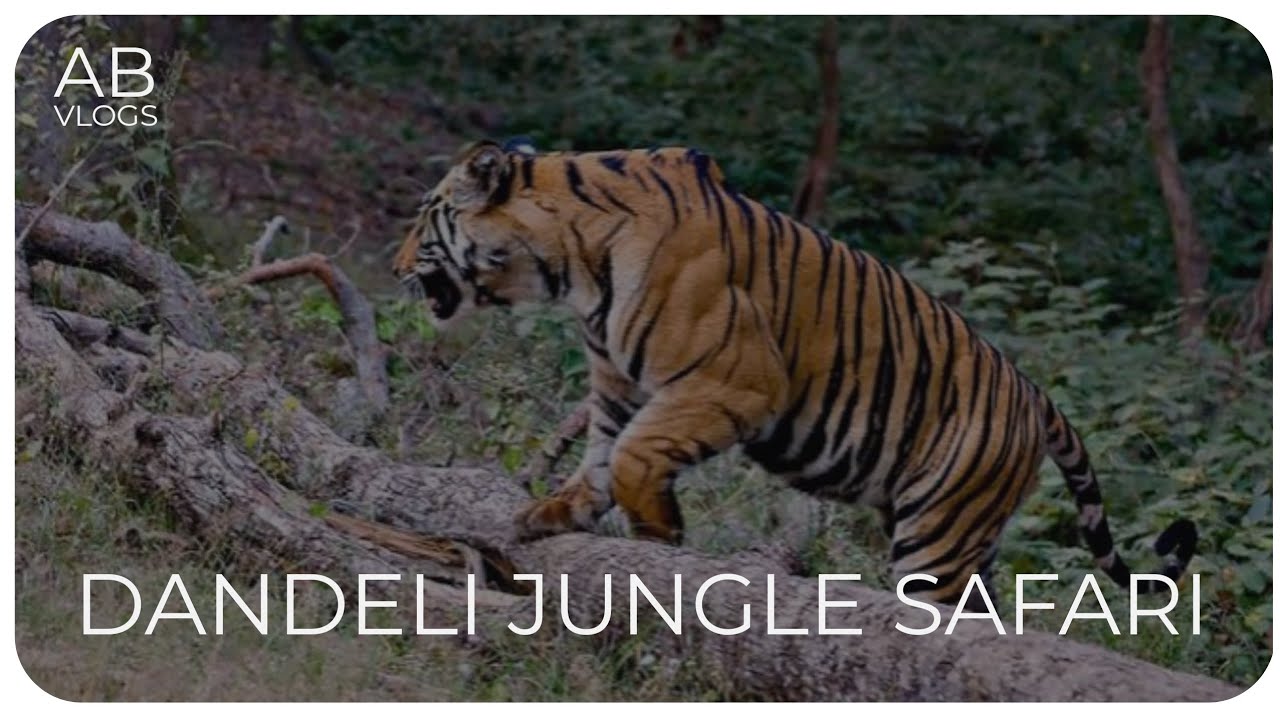 Dandeli Jungle Safari | Full info | Kali tiger reserve | AB vlogs