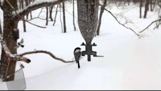 雪の日のバードフィーダー