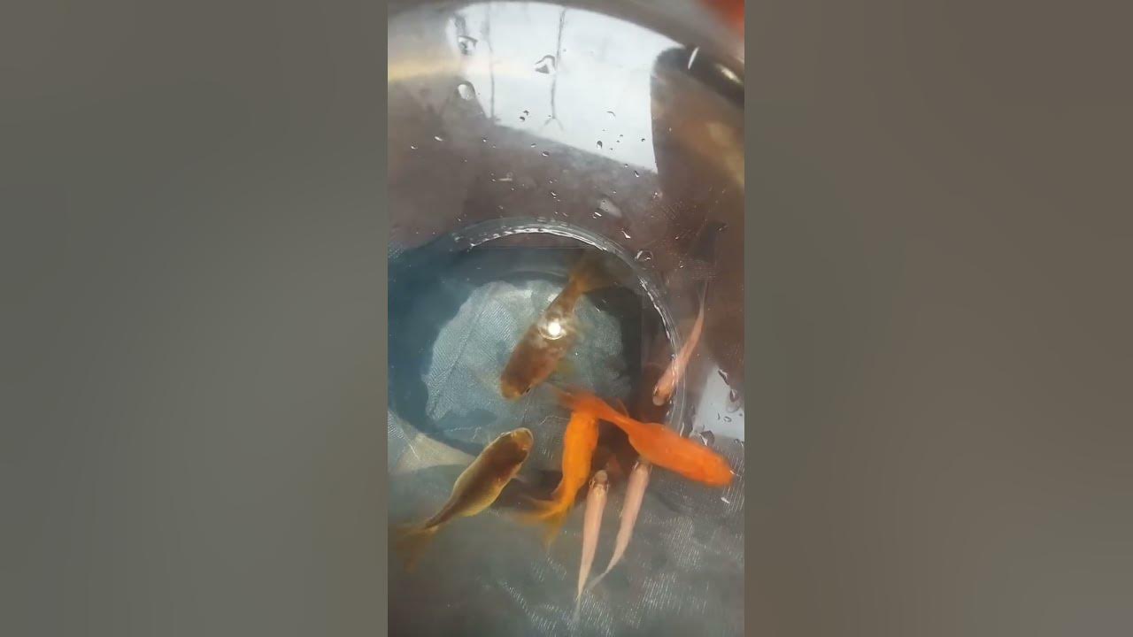 hey keshava hey madava fish - YouTube