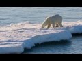 Polar Bears Northeast Greenland National Park