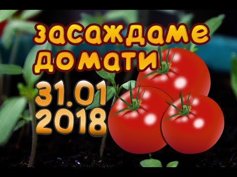 Видео: Засаждане на домати за разсад през година