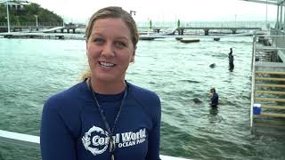 SWIM WITH DOLPHINS!