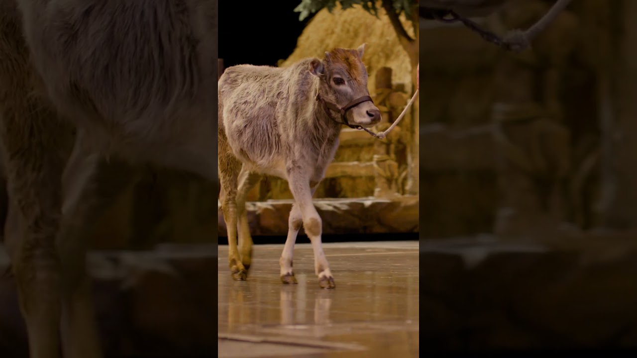 NOAH | Meet the Animals | Sight & Sound Theatres® 