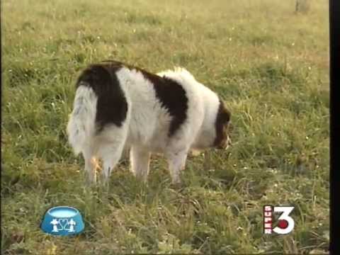 FORFORA NEL CANE Dott. Giuseppe Larosa